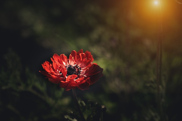 Garden Lighting